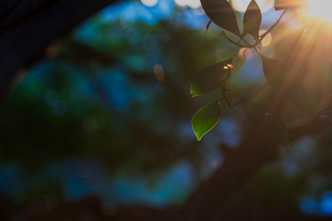 Sunlight streams through green leaves on a blurry background.