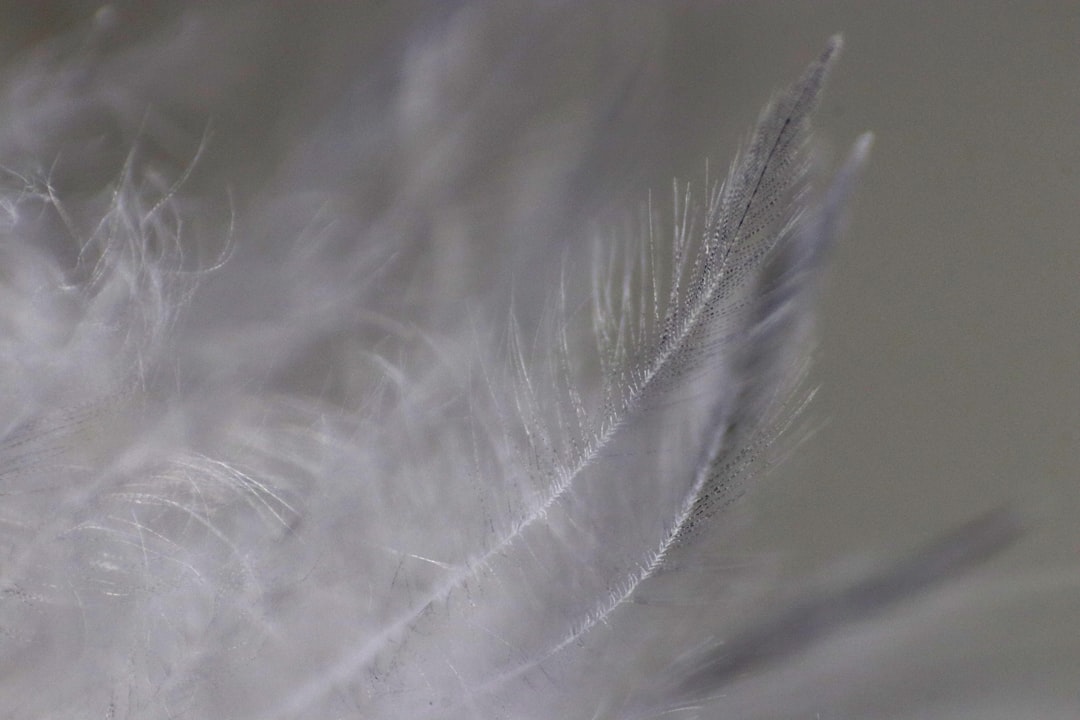 A close up of a white feather on a table