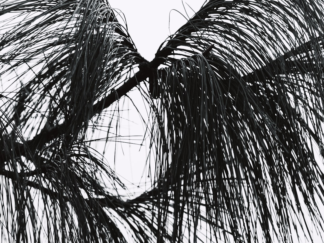 a black and white photo of a palm tree