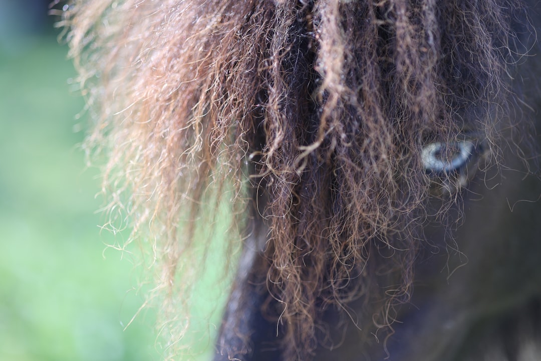 a close up of a horse's face with long hair